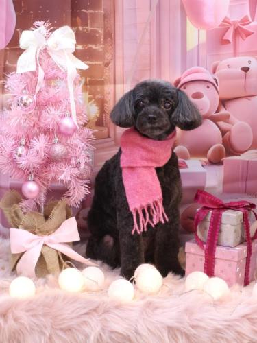 20241210ピピちゃん